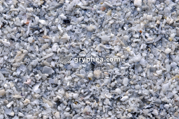 Sable Plage du Dossen Roscoff x3 - gryphea.org